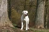DOGUE ARGENTIN 509